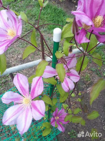 Декоративные кустарники