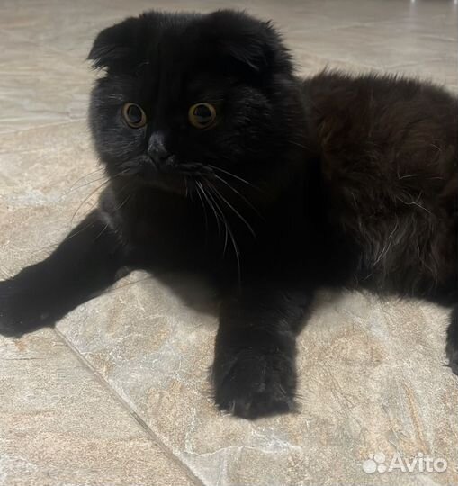 Британские котята