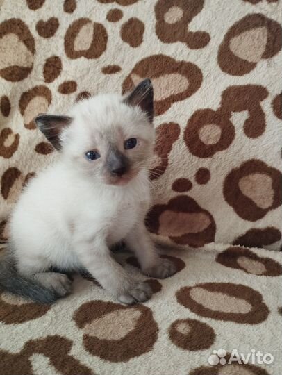 Отдам в добрые руки