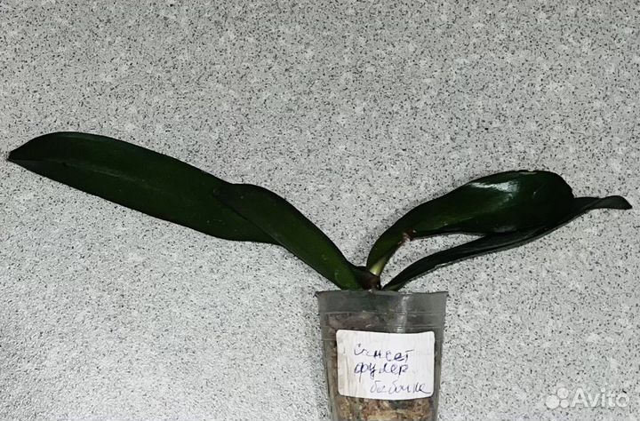 Орхидеи -бабочки : сансет фуллер, тайски анна