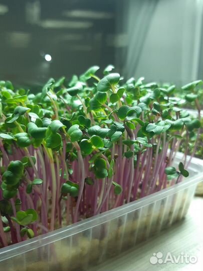 Микрозелень, Витграсс, съедобные цветы