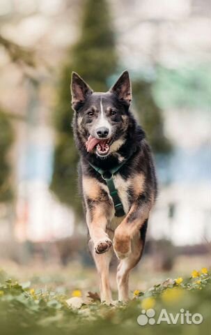 Собака в добрые руки