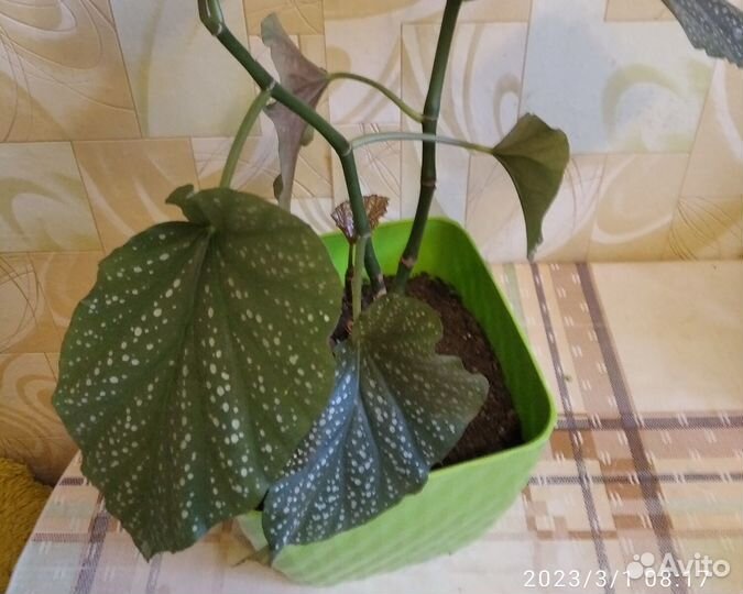 Бегонии в горшках