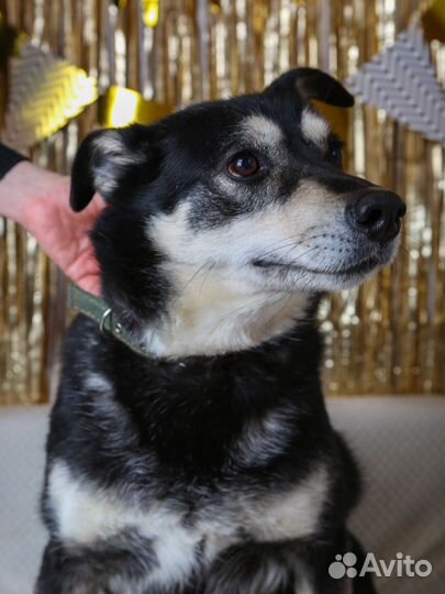 Собака из приюта хочет домой, помощь приюту