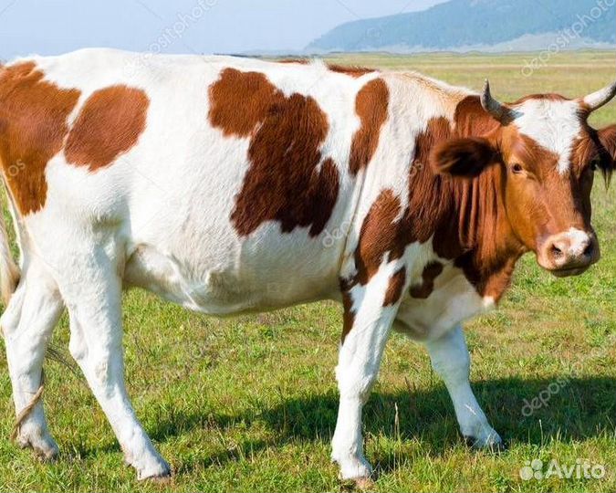 Продам корову и стельную нетель