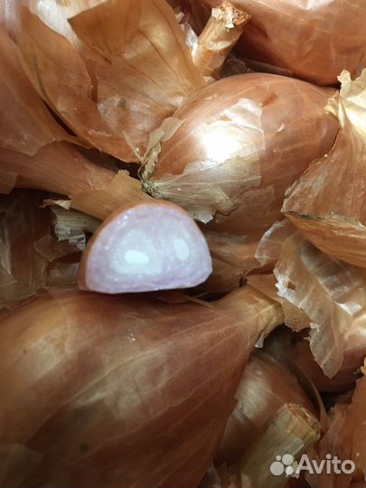 Сорокозубка лук семейный на посадку