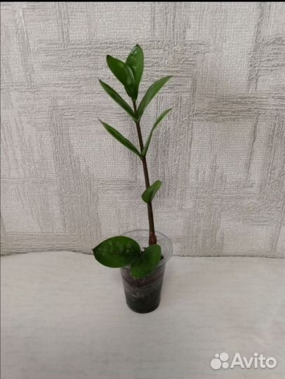 Пахистахис, замик, декабрист