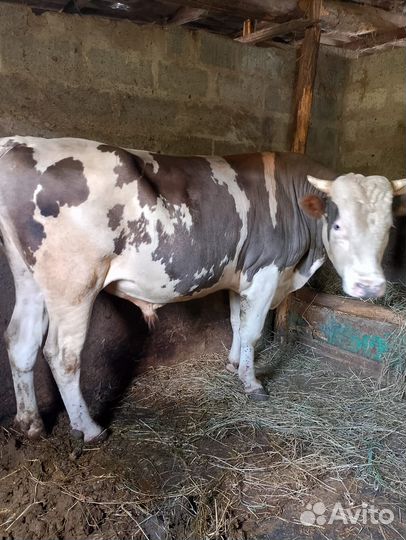 Быки на мясо