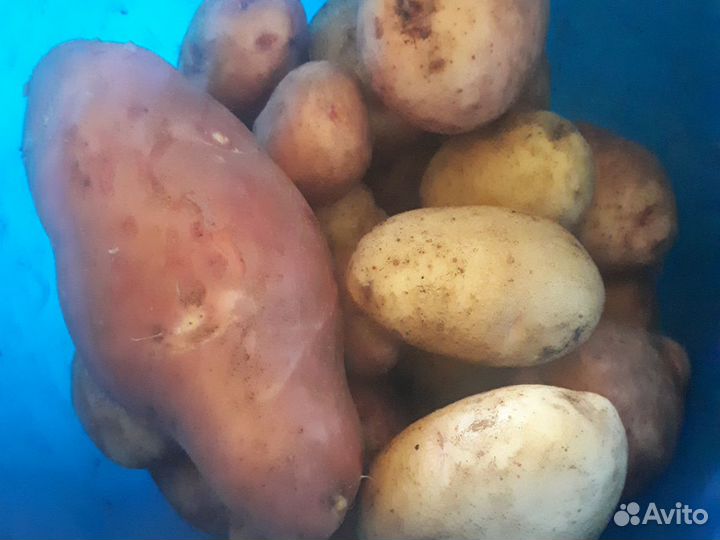 Картофель