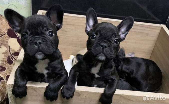 Французский бульдог