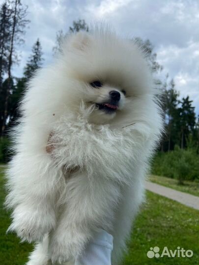 Померанский шпиц мини микро