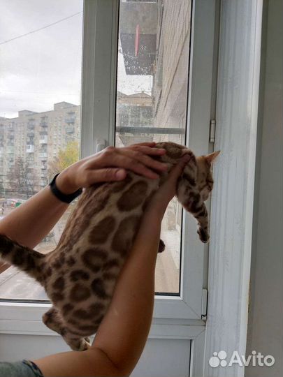 Бенгалка