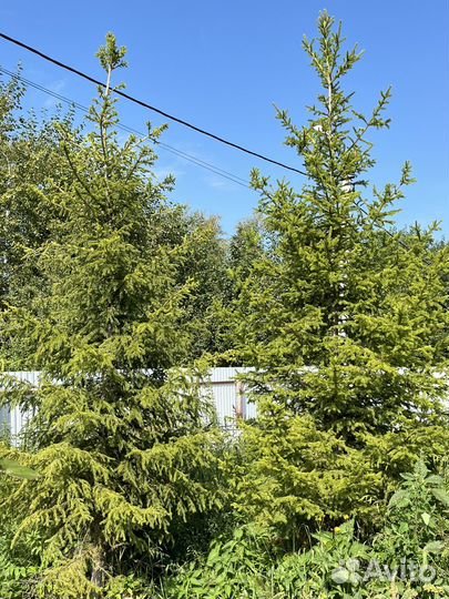 Ель сибирская