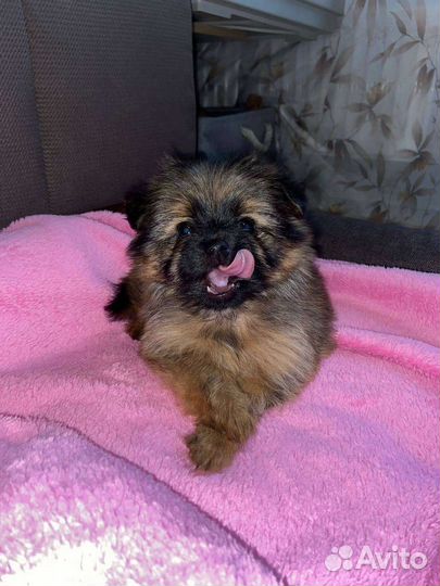 Щенок Мини шпиц