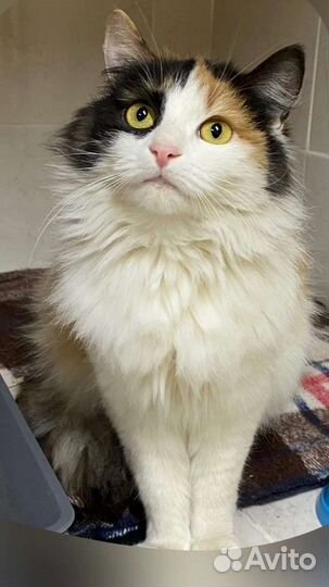 Кошка в добрые руки