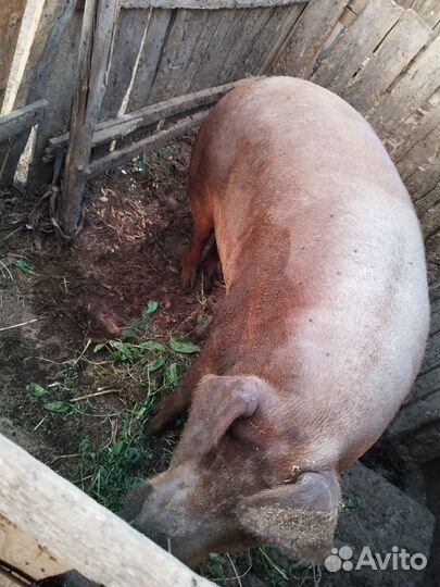 Телочка и свин