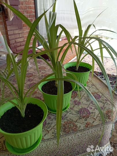 Пальма панданус