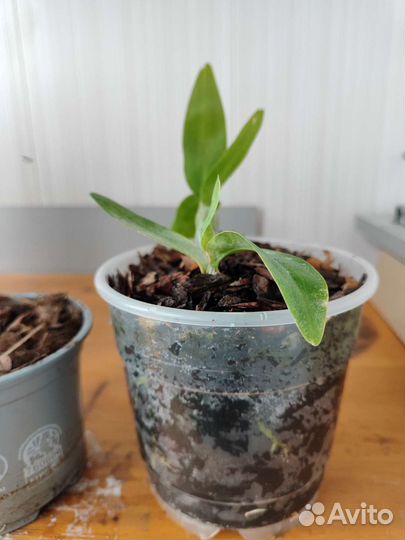 Орхидея дендробиум