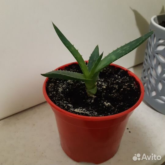 Детки Алоэ Вера лечебный столетник