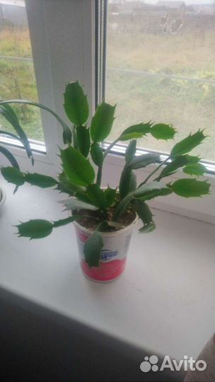 Декабрист шлюмбергера красный