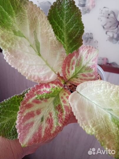 Эписция акварельная