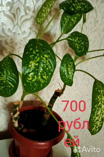 Диффенбахия