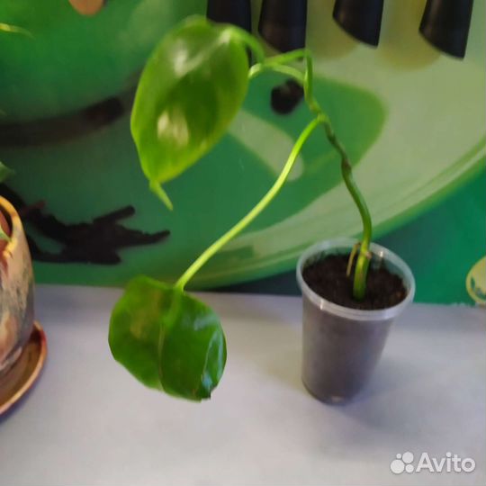 Монстера (отростки )