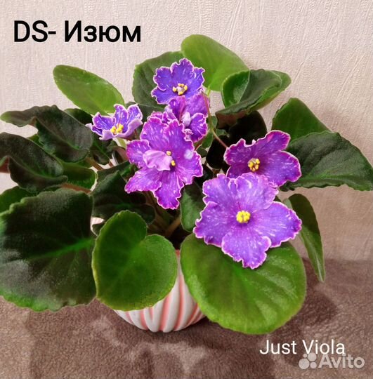 Детки сортовых фиалок