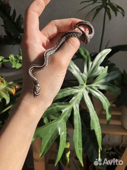 Маисовый полоз