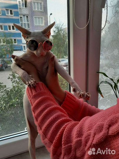 Очки для кошек и маленьких собак