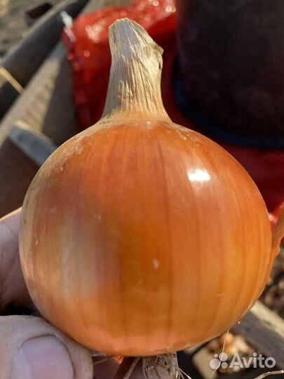 Лук репчатый
