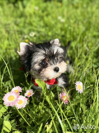 Йорк бэби фейс