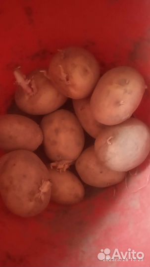 Картофель семенной