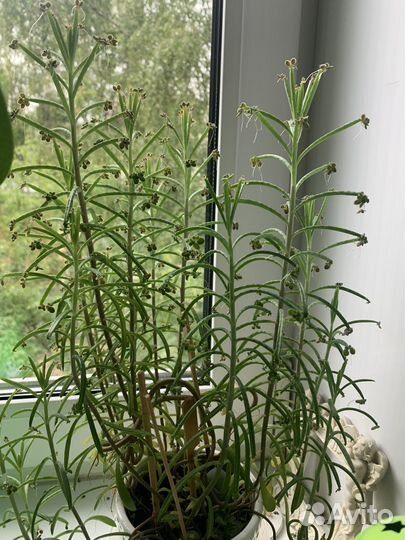 Молочай суккулент отдам / обмен