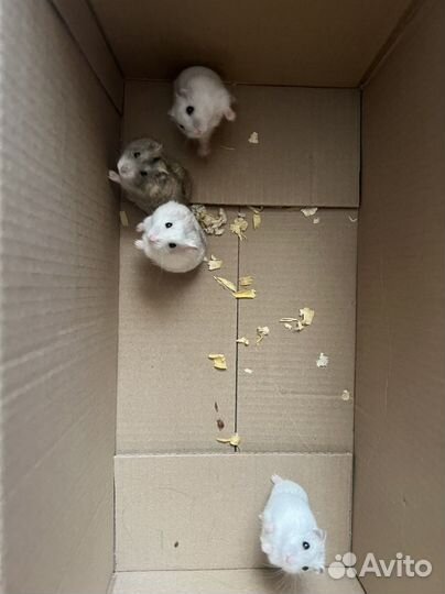 Джунгарский хомяк