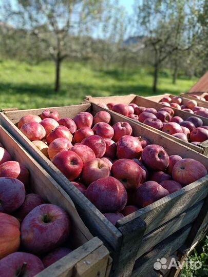 Яблоки оптом