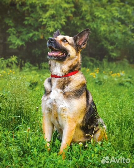 Шикарная собака для загородного дома
