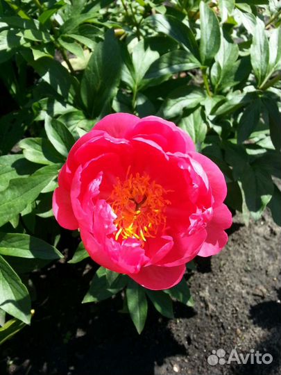 Пионы на август