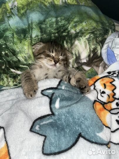 Шотландская