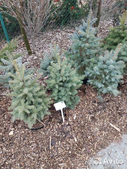 Ель колючая форма голубая