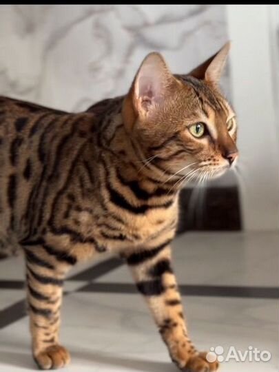 Бенгальские котята