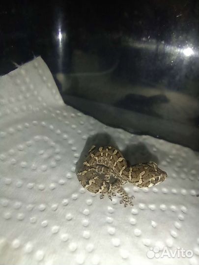 Гадюковый геккон