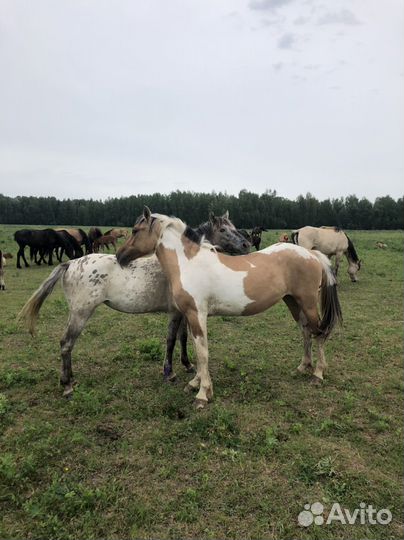 Продажа лошадей