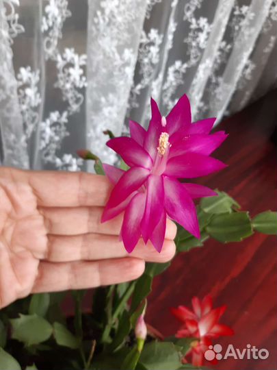 Декабрист красный белый розовый желтый