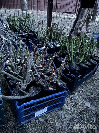 Саженцы плодовых ягодные деревья