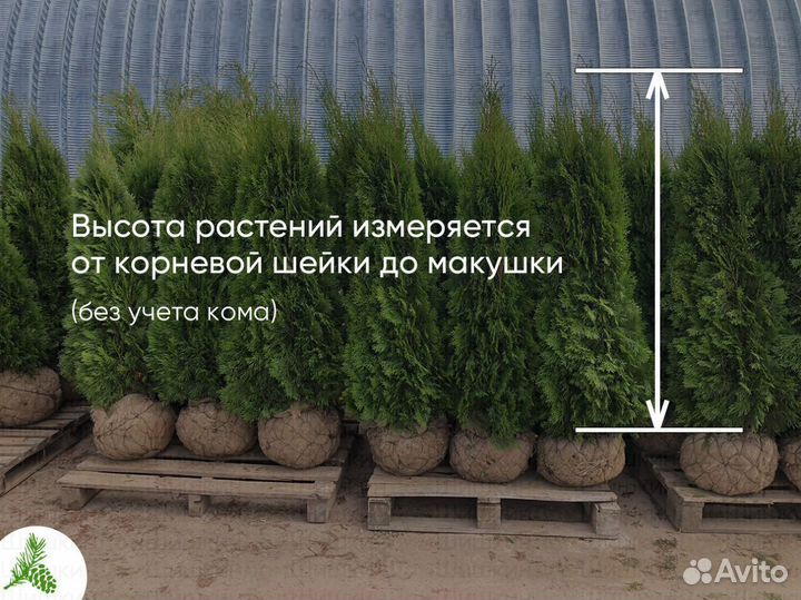 Туя Смарагд 150см - от 15 штук. Доставка