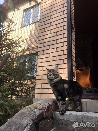 Вязка мейнкун