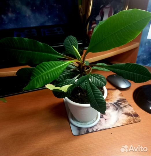 Молочай