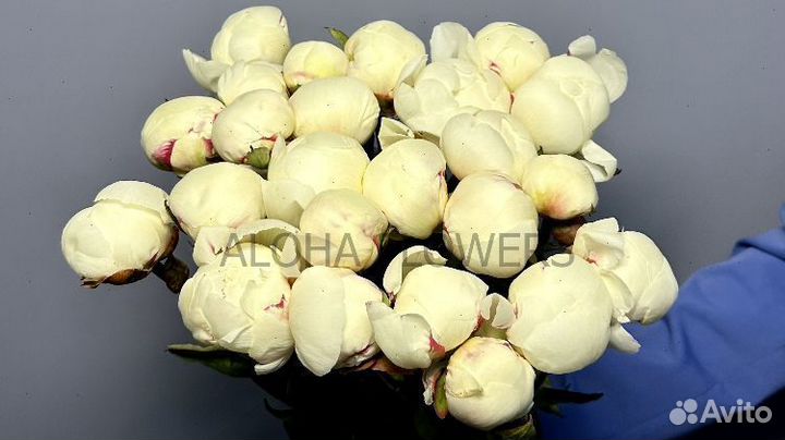 Пионы букет доставка