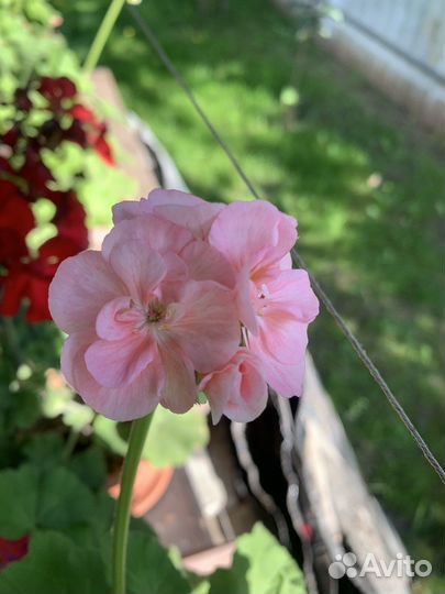 Пеларгония герань